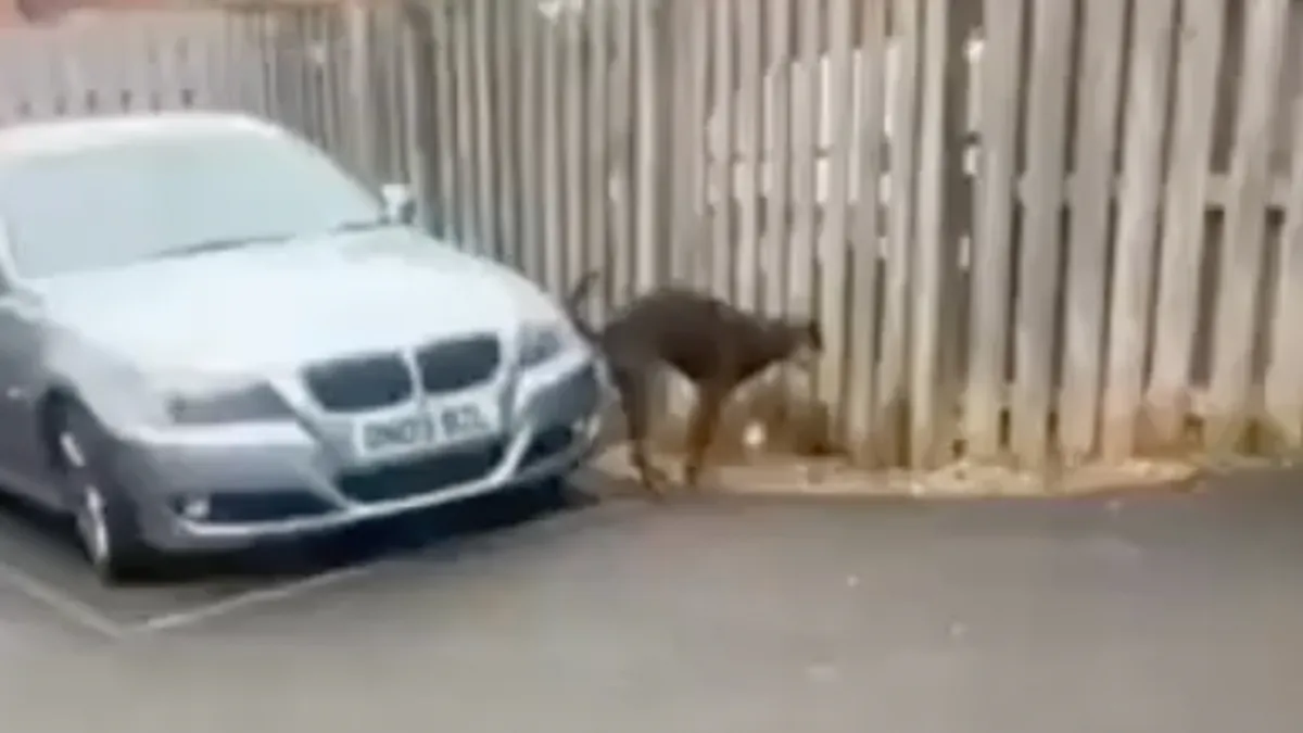 Zelfs de hond heeft het niet op BMW-rijders