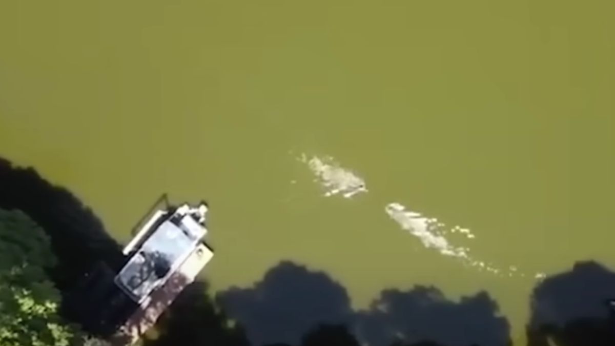 Florida Man zwom recht op drieënhalve meter lange alligator af en die hapte
