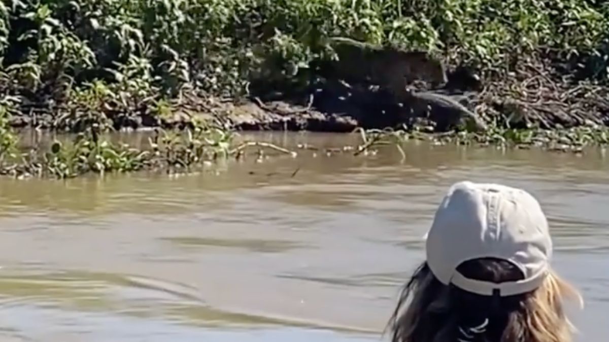 Jachtluipaard vist krokodil uit het water