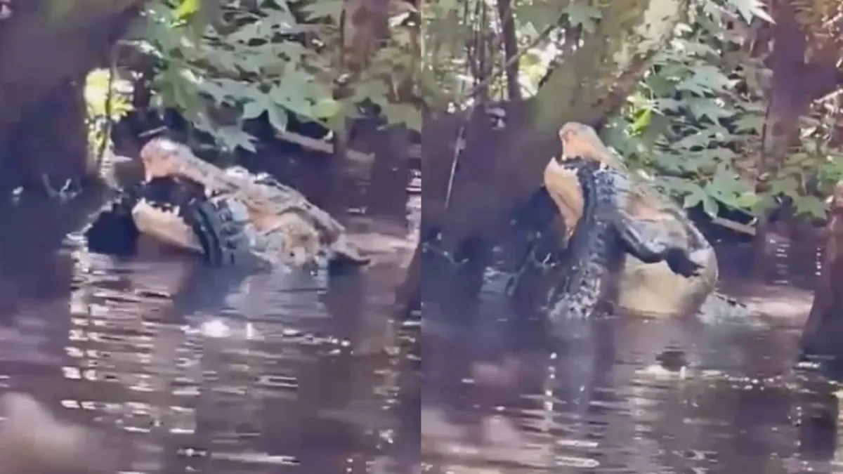 Croc eat croc situatie in Florida