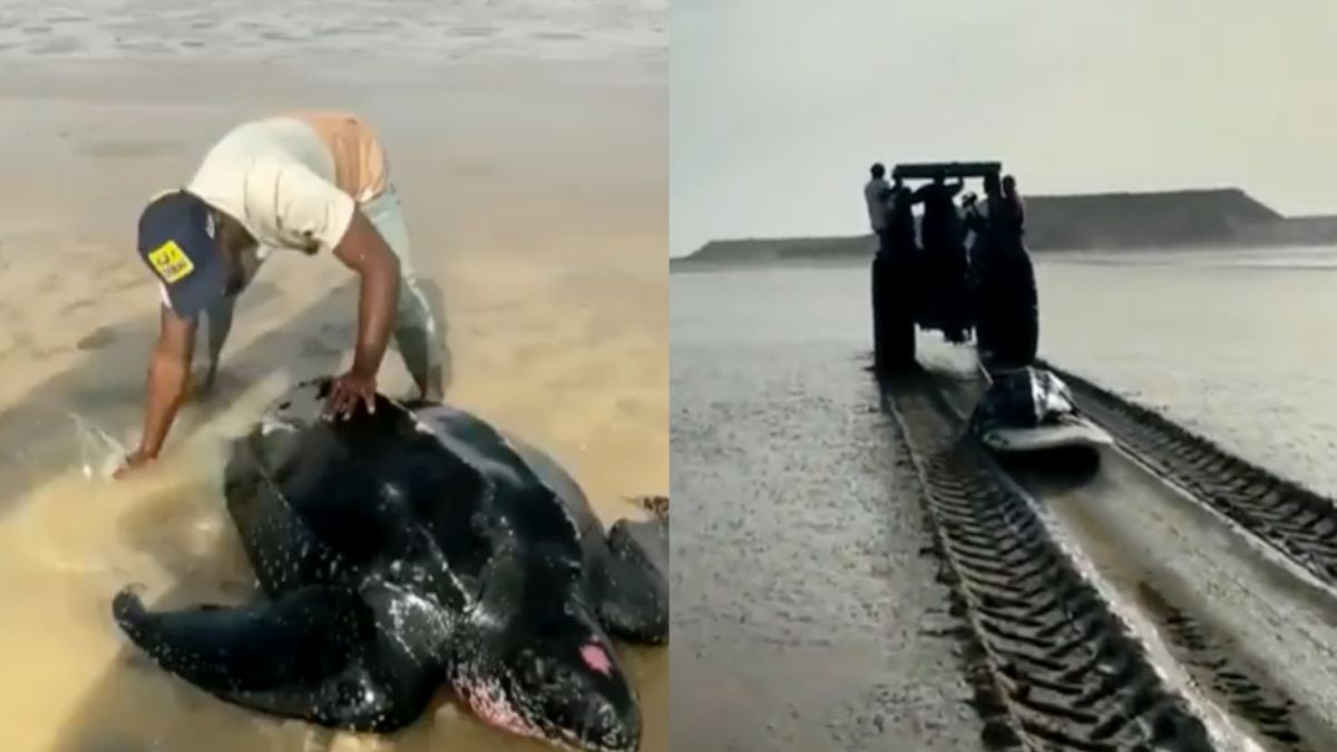 Marokkaanse helden zonder cape redden leatherback schildpad
