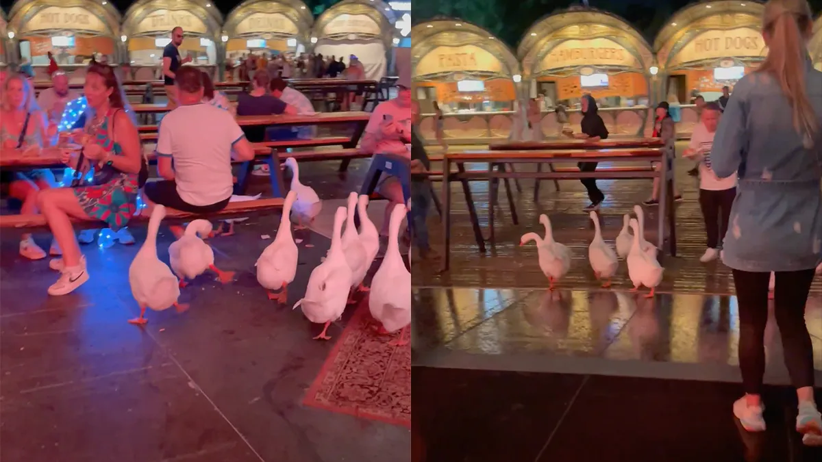 Ondertussen op Tomorrowland: Nieuwsgierige ganzen