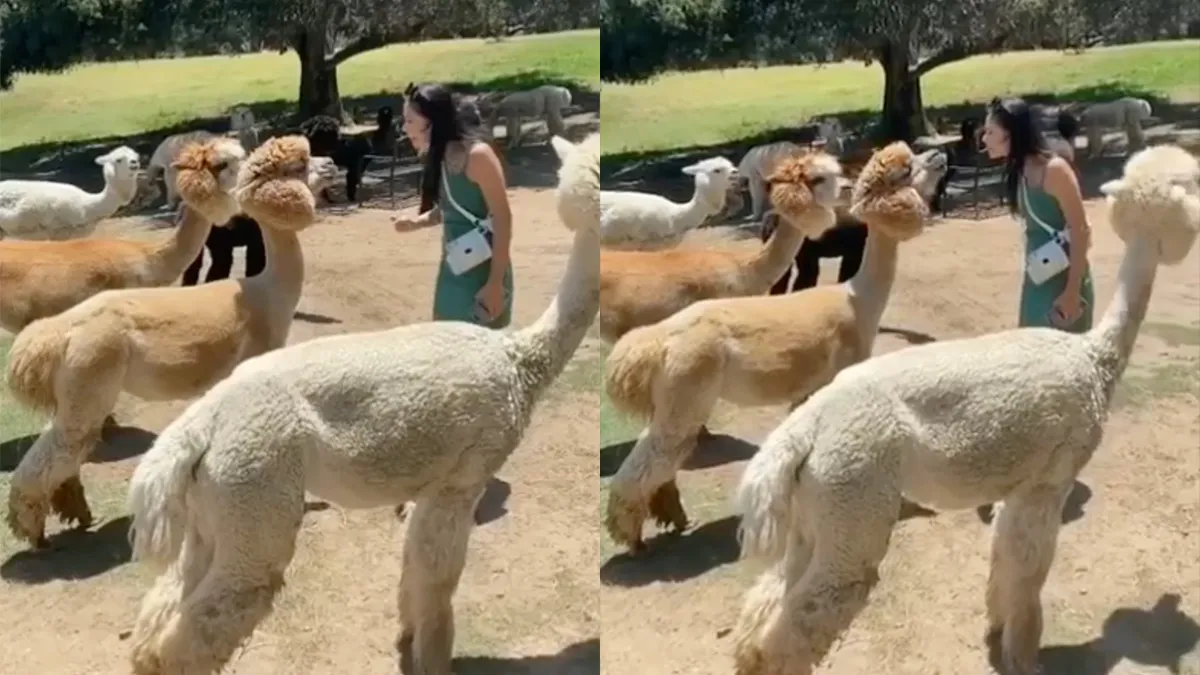 Schattige alpaca laat zien dat het goed kan spugen