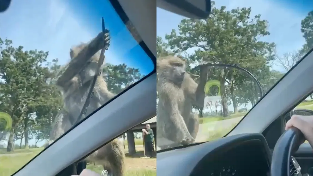 Service van het dierenpark: Aap sloopt auto