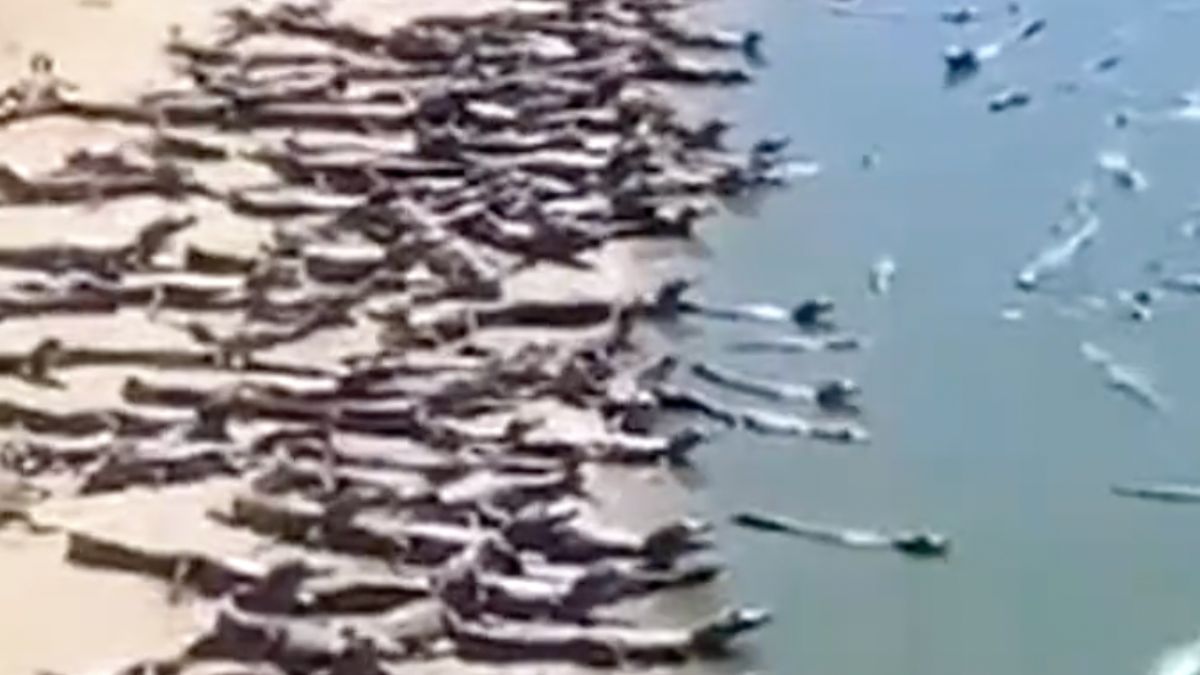 Braziliaanse rivieroever heeft een krokodillen overschot