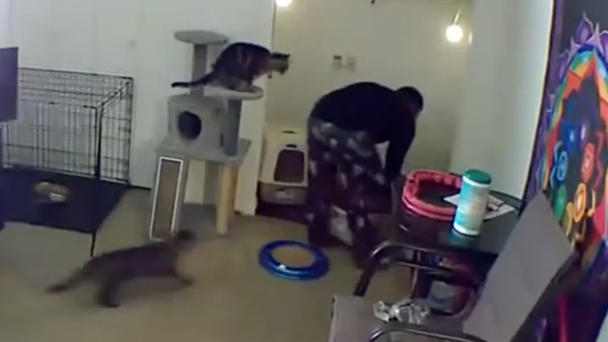 Waarom je niet met kattenmensen om moet gaan