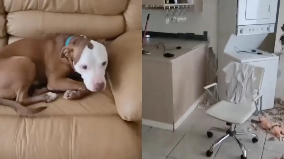 Als je hond een beetje last heeft van verlatingsangst