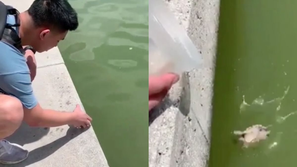 Schildpad terug in het water helpen eindigde in een oeps