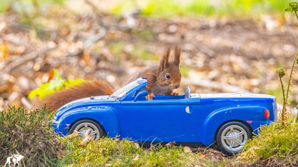 Belgische fotograaf maakt bijzondere foto's van eekhoorns