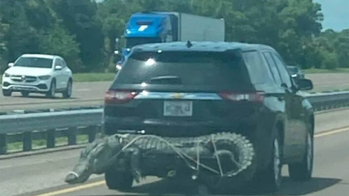 Gewoon een verzameling hilarische foto's #1648