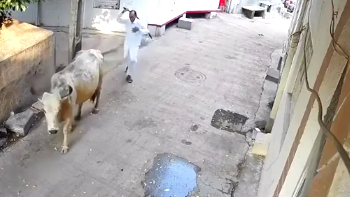 Heilige koe heeft geen zin om slecht behandeld te worden en neemt wraak