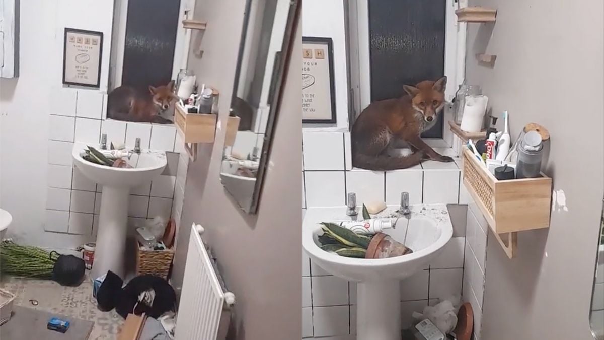 Niet in paniek raken, maar er zit een vos in de badkamer