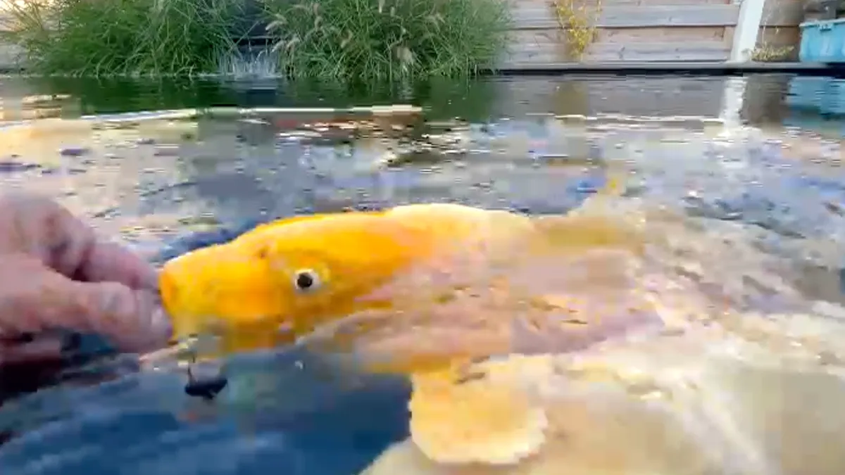 Vissen voeren in Drentse Veenoord gaat fout