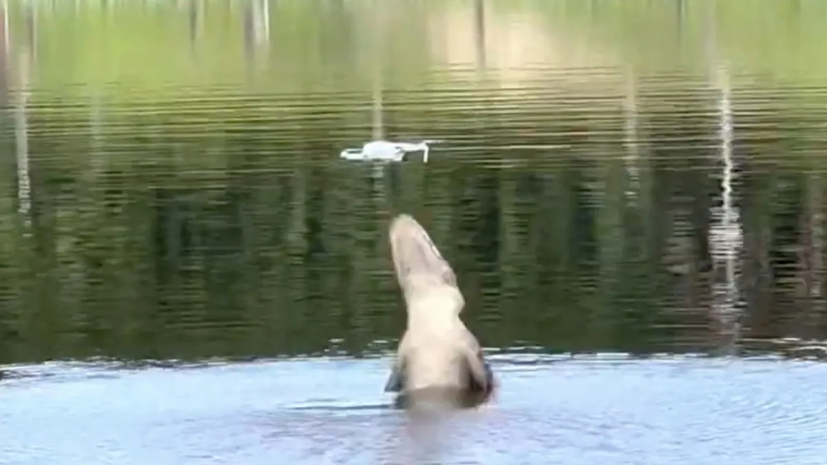 Alligator hapt in Florida nagelnieuwe drone uit de lucht