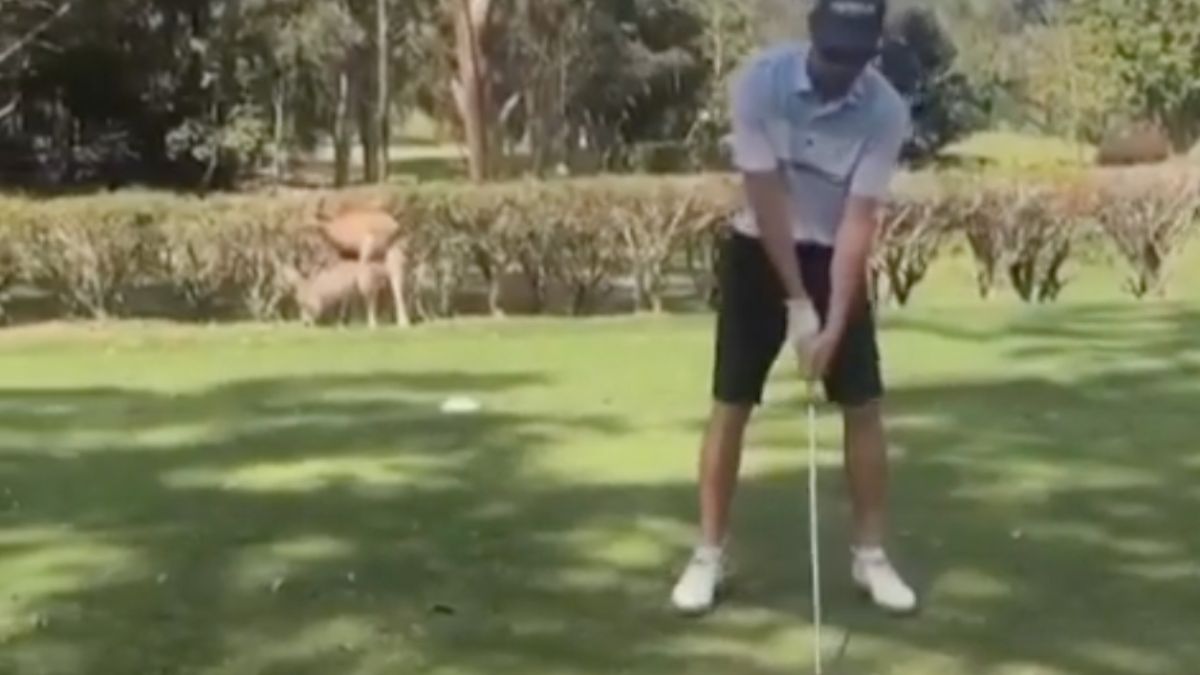 Australisch koppel stoort zich verder niet aan golfers