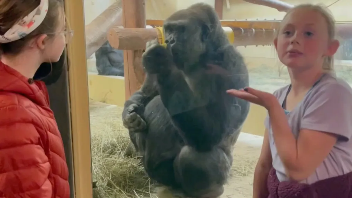 Gorilla “Bob” heeft het helemaal gehad met de bakvissen voor zijn raam