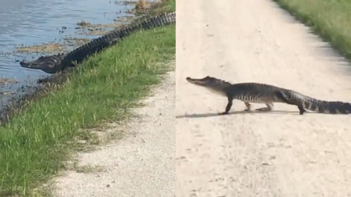 Duitser maakt kennis met de alligators van Lake Apopka nabij Orlando