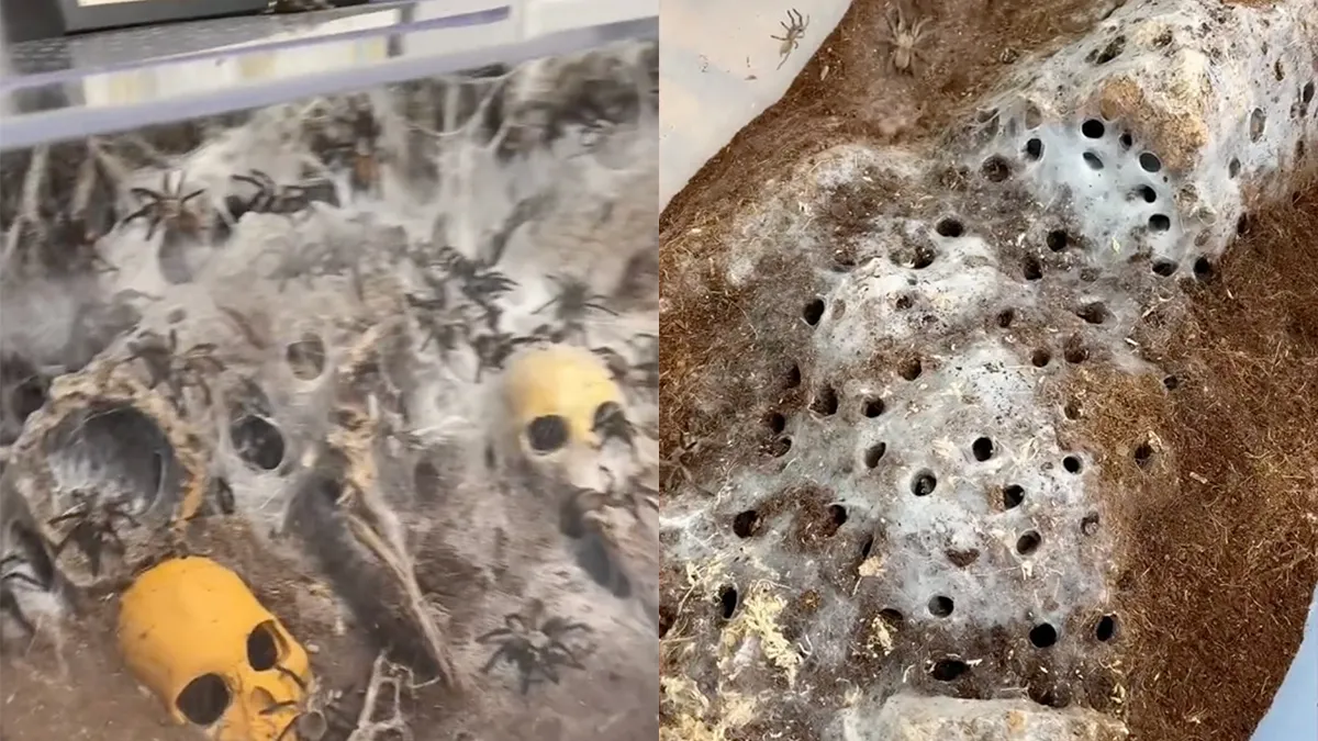 Heel veel nope: Iemand heeft in huis een speciale Tarantula kamer