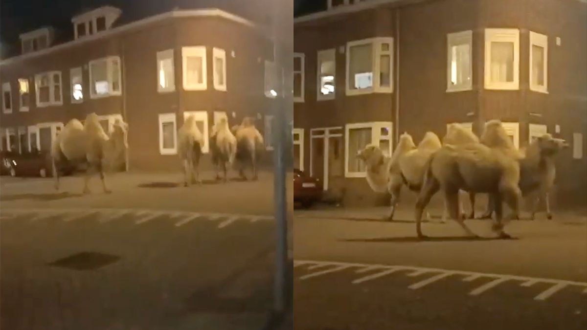 Je twijfelt aan wat je gerookt hebt als je kamelen op straat ziet lopen