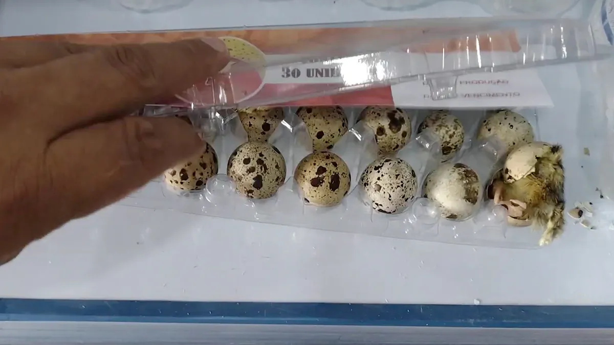 Kwarteleitjes komen uit in supermarkt