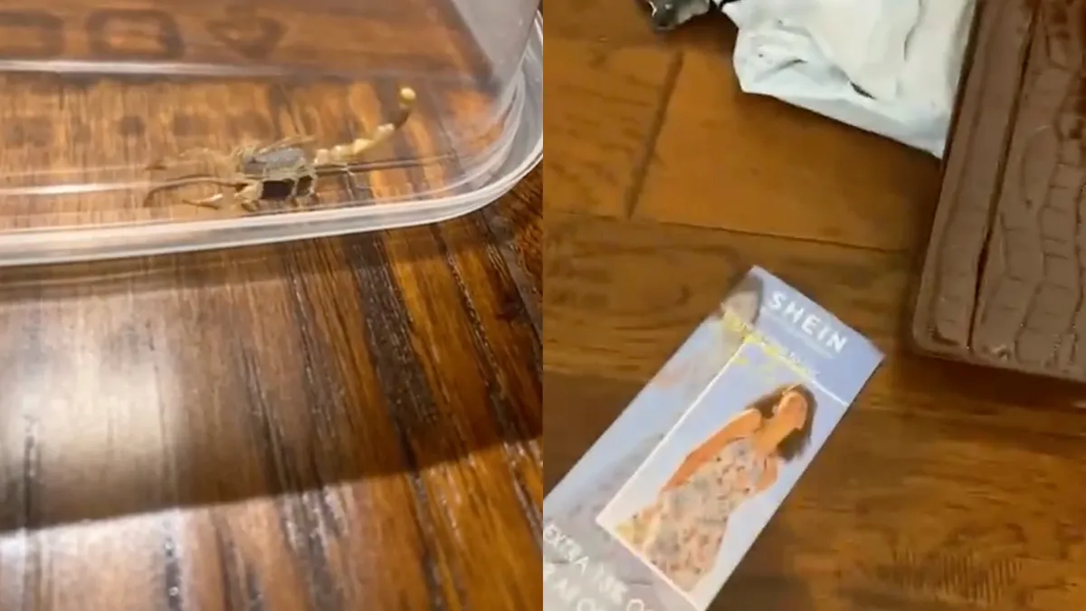 Maak je je pakketje van SHEIN open, komt er een schorpioen uitkruipen