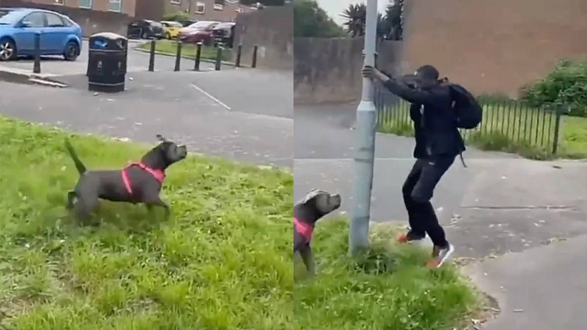 Mannetje is ineens Spiderman als honden met hem willen spelen