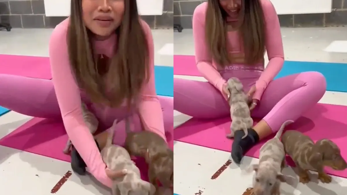 Opeens heb je het: Je wilt terugkomen als speels hondje