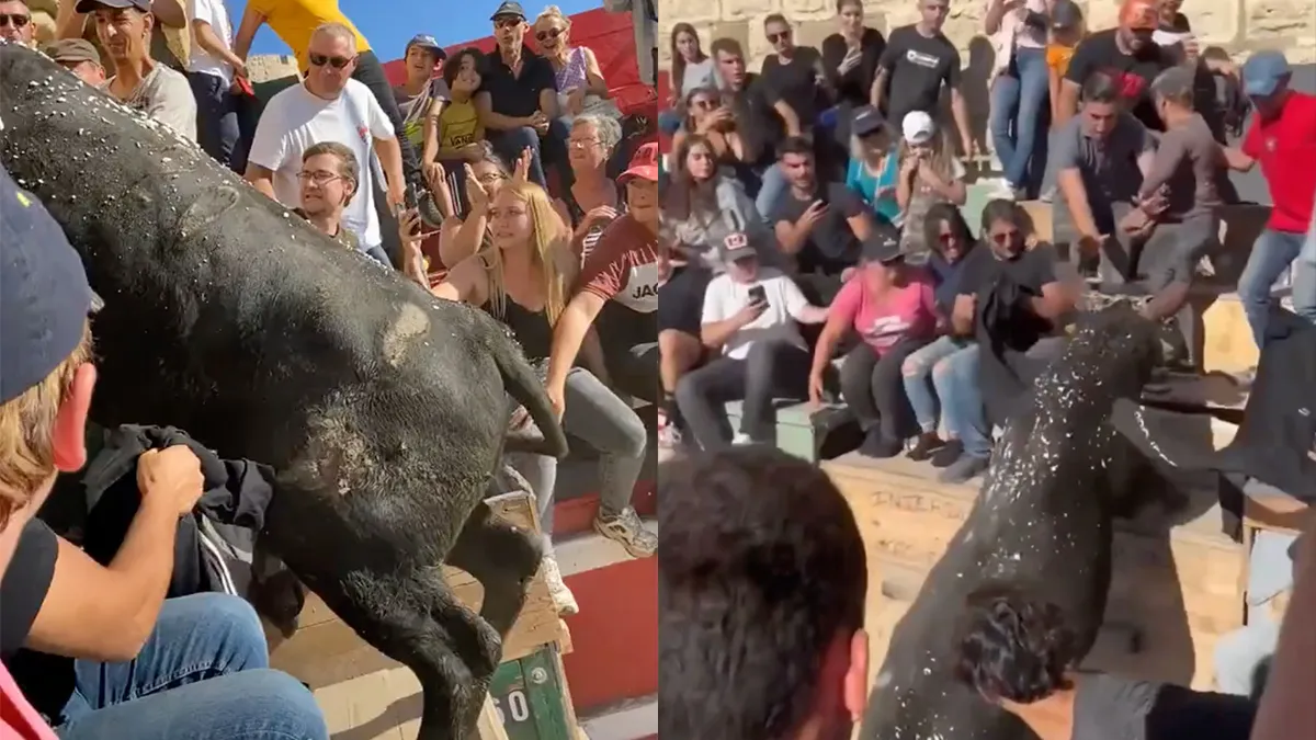 Stier neemt toeschouwer te grazen op tribune tijdens festival in Frankrijk