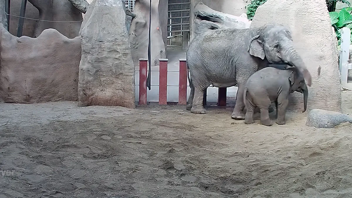 Webcamstream van pasgeboren olifantje in Blijdorp