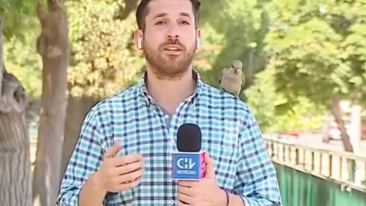 Chileense verslaggever raakt AirPod kwijt aan papegaai