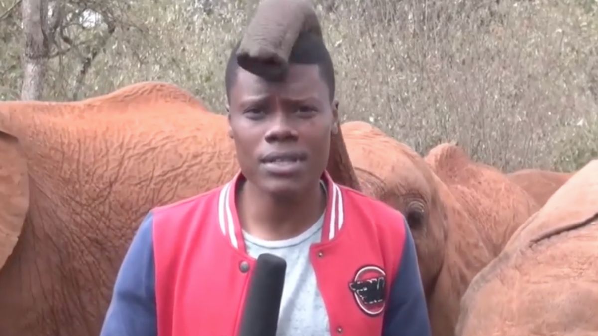 Olifant maakt het verslaggever Alvin Kaunda niet makkelijk tijdens zijn werkzaamheden