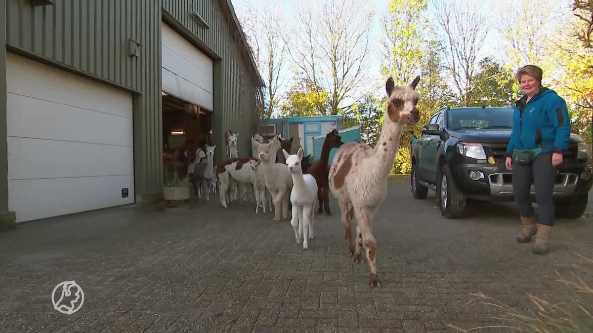 Binnenkort Alpaca uitzoeken? Babyboom bij Stichting Alpaca Rescue Nederland