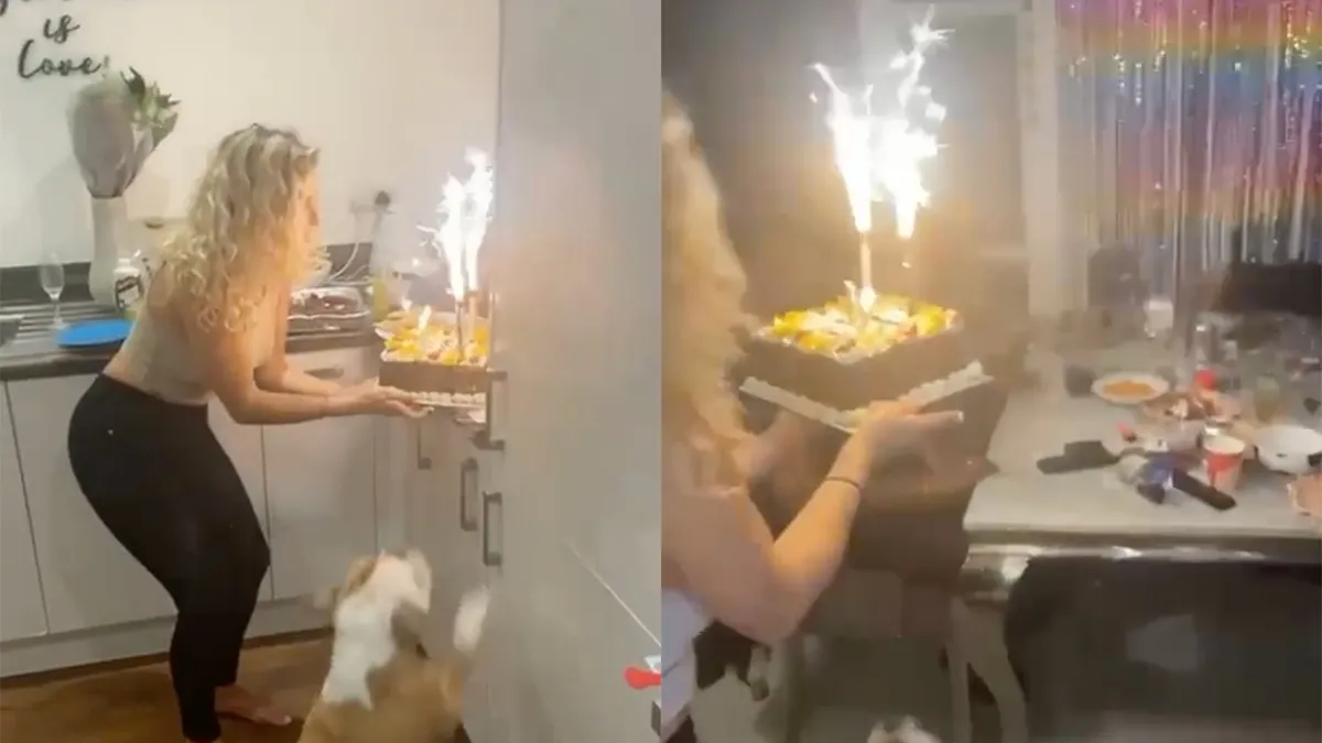Een loslopende hond tijdens opdienen verjaardagstaart is niet handig