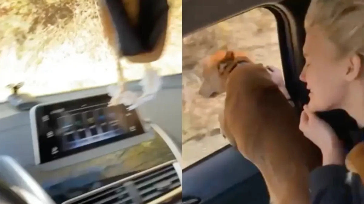 Het stinkt in de auto, maar de oorzaak is ook bekend