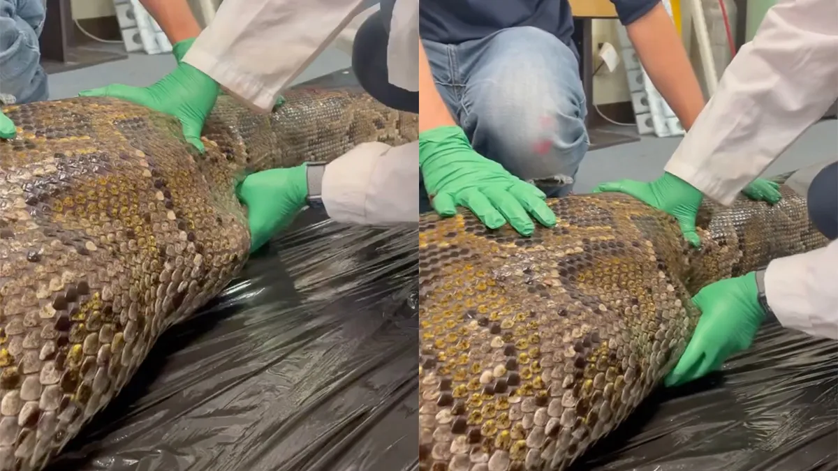 Slang in Florida had een alligator op het menu staan