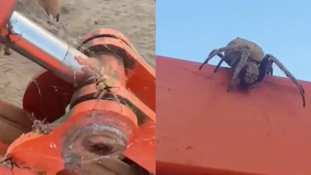 Het antwoord op de vraag of ze in Australië spinnen hebben