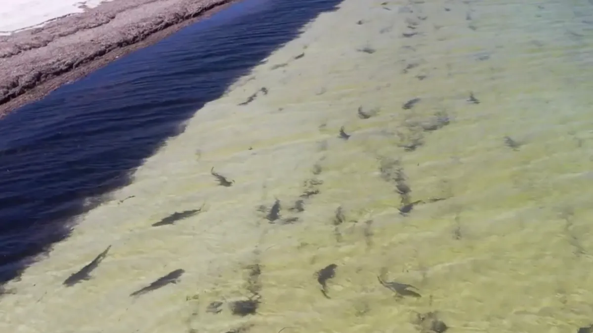 Als ze in Australië zeggen dat er haaien zitten, dan zitten er ook echt haaien