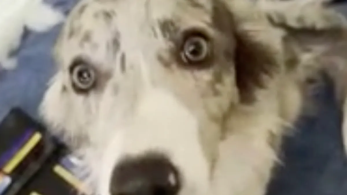 Neem een hond en dan krijg je ook alles nadelen er extragratis bij