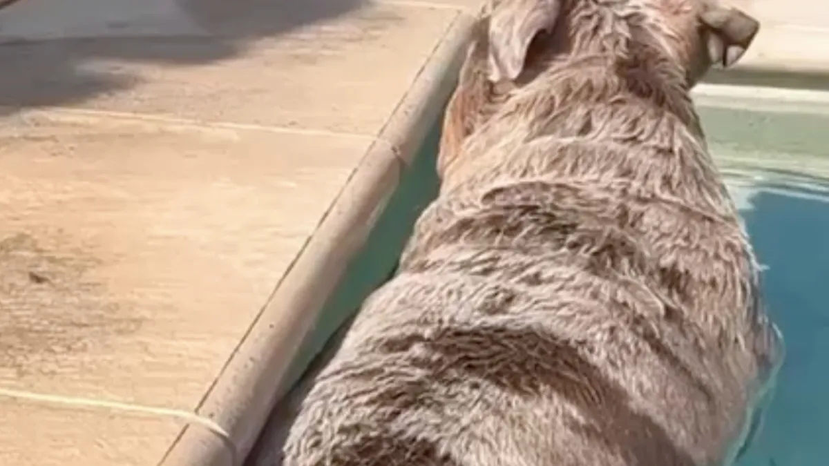 Perfecte test om te kijken of je hond lek is