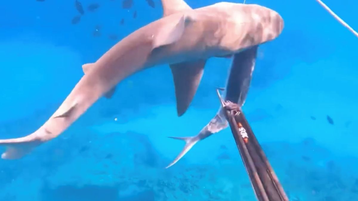 Onderwatervisser ruziet met haai over gevangen vis