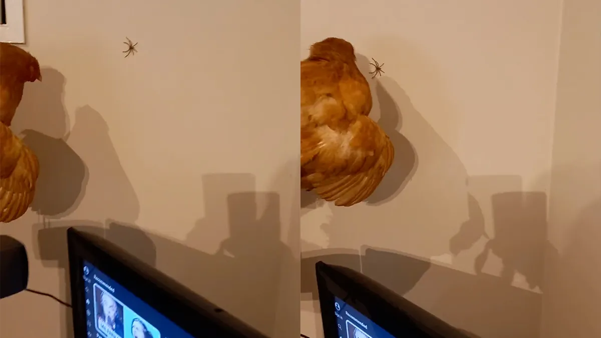 Opeens heb je het: Je neemt een kip in huis