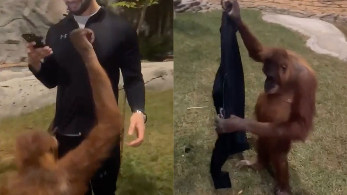 Orang-oetan ziet een mooi jasje en wil deze aan