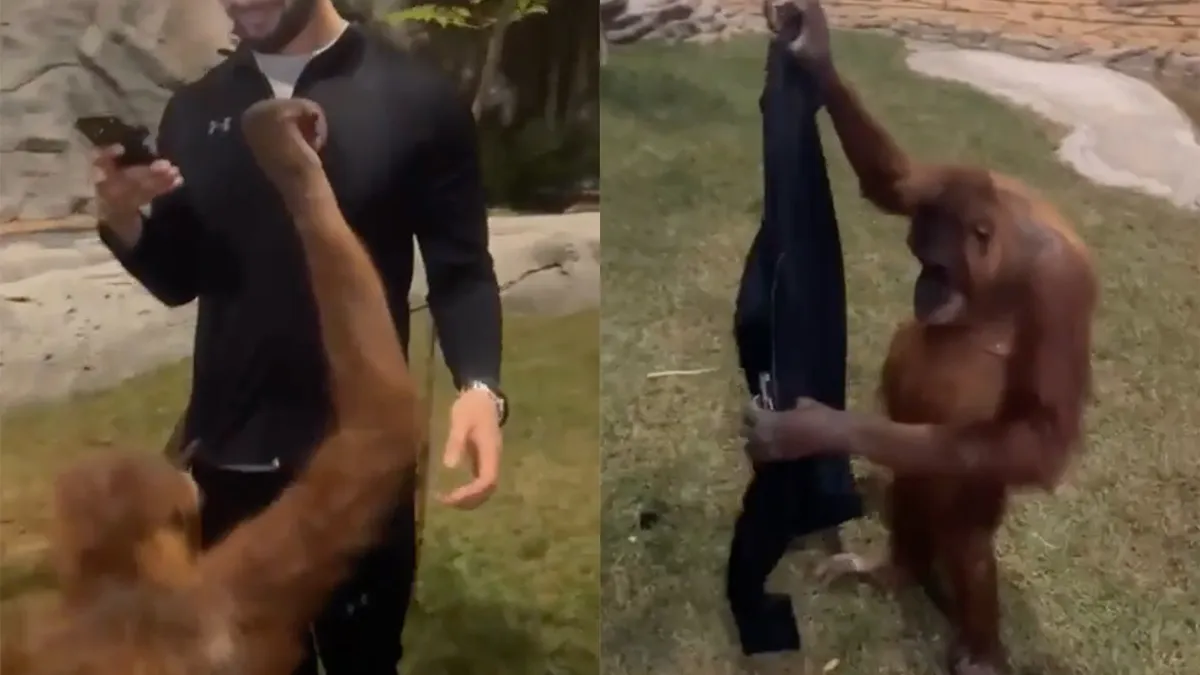 Orang-oetan ziet een mooi jasje en wil deze aan