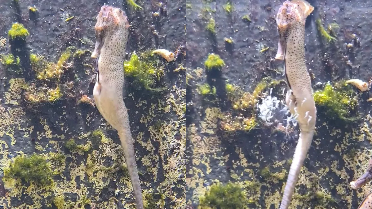 Zeepaardjes geboren in Ouwehands Dierenpark