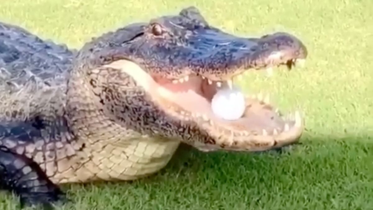 Alligator maakt potje golf ineens een stuk lastiger