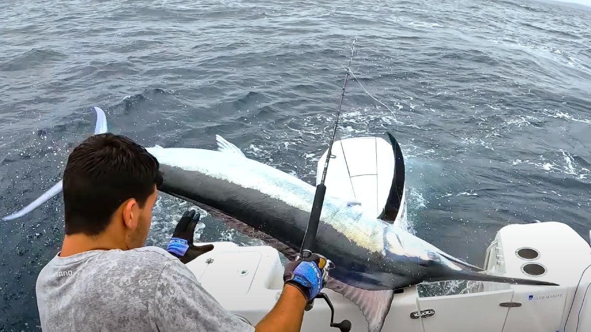 Aussie visser bijna doorboord door zwaardvis