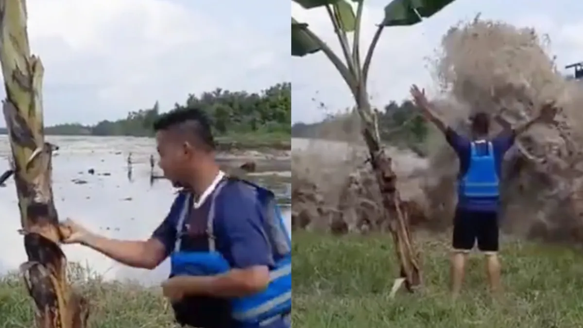 Van boom beuken naar het opnemen tegen het wild water van de Qiantang-rivier