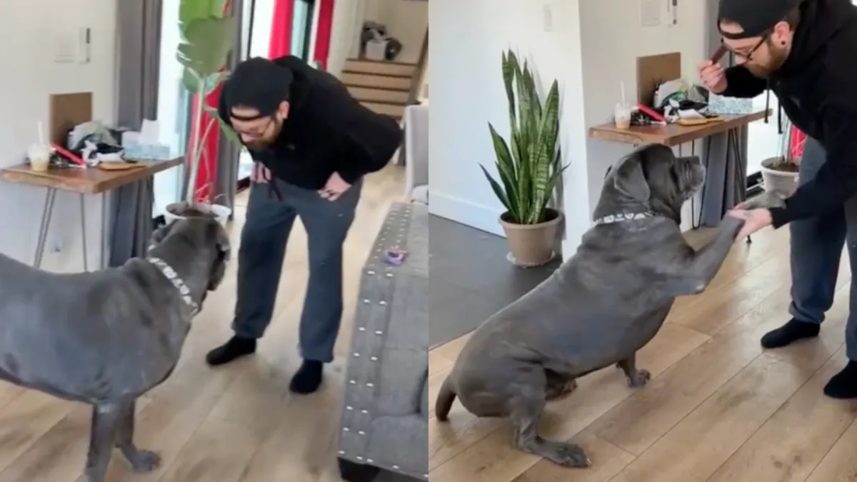 Nog een goede reden om een hond te nemen
