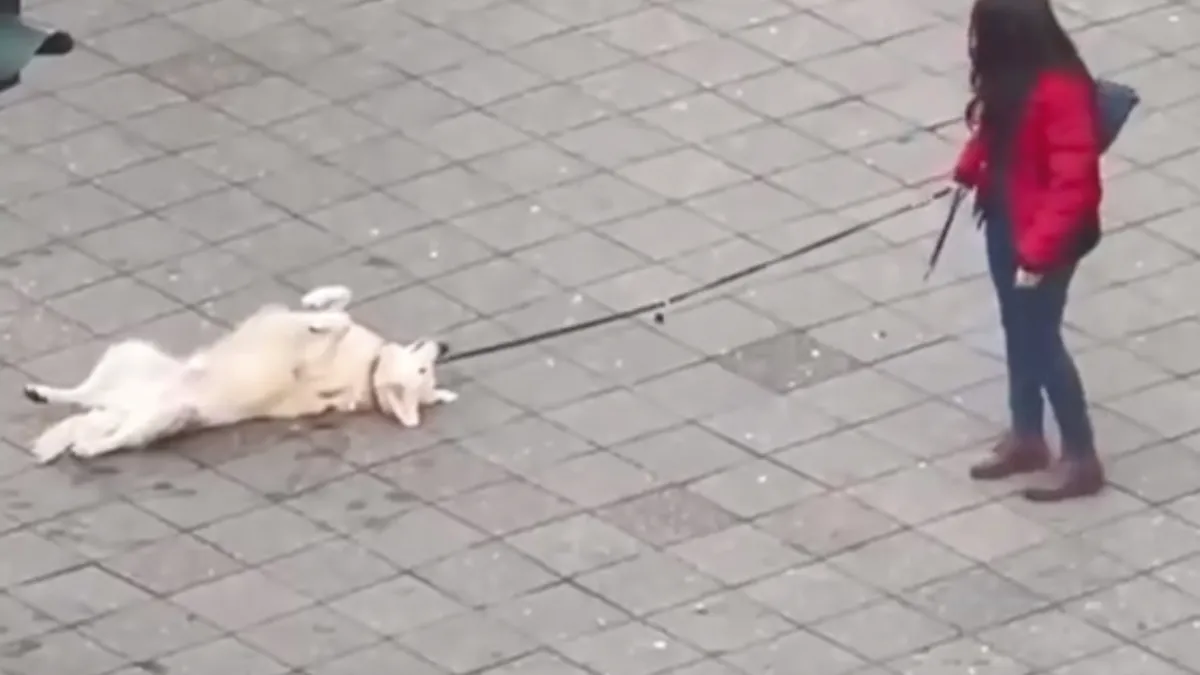 Golden Retriever ging even rebels doen en dat is best schattig