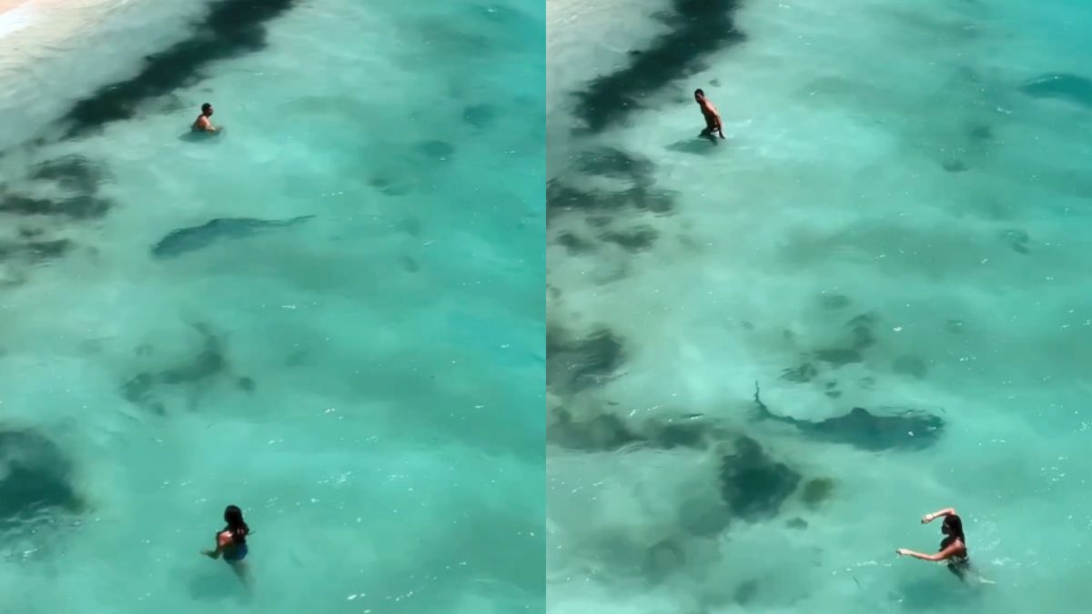 Tijgerhaai zwemt tussen Australische strandgangers door